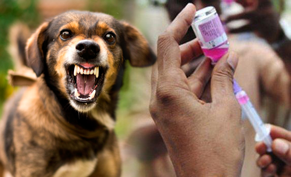 วัคซีนป้องกันโรคพิษสุนัขบ้า ควรป้องกัน